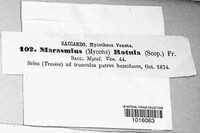 Marasmius rotula image